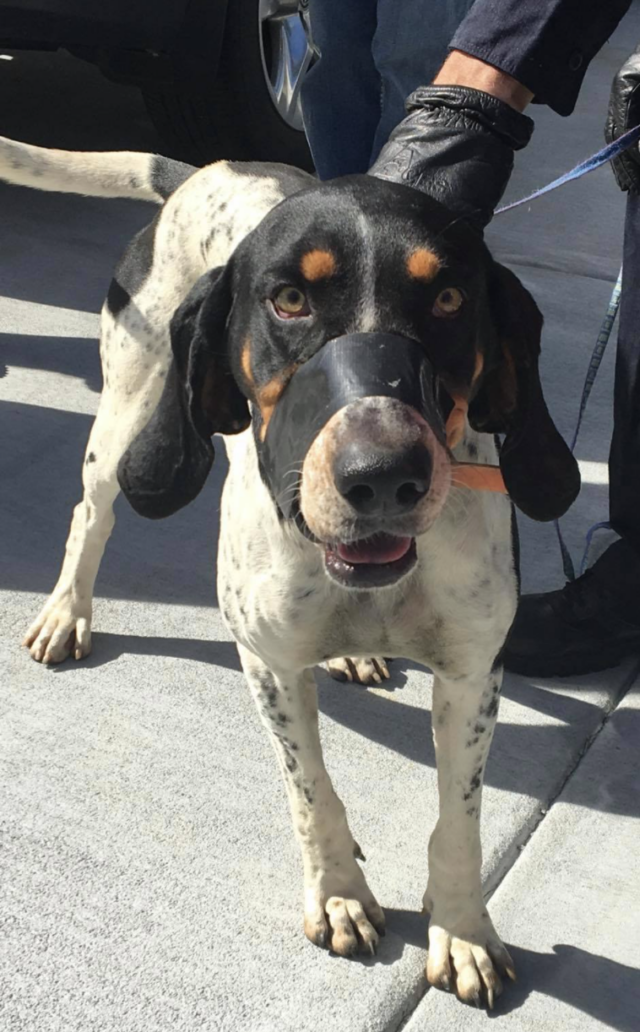 Hound dog with mouth taped shut