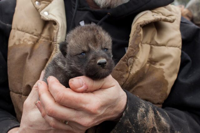 Human holding wolf puppy