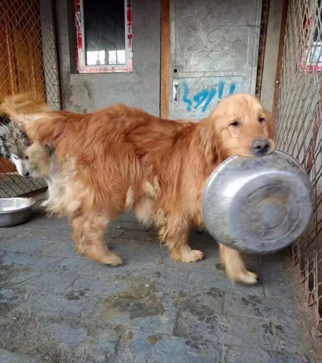 Hungry Golden Retriever