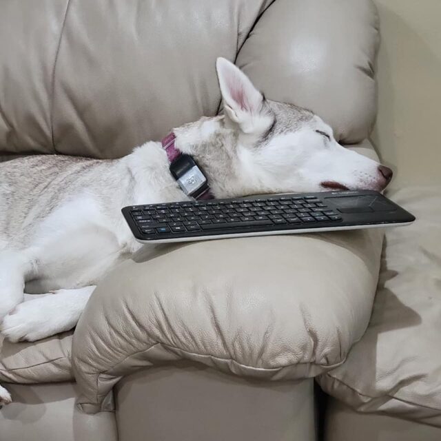 Husky GPS Collar