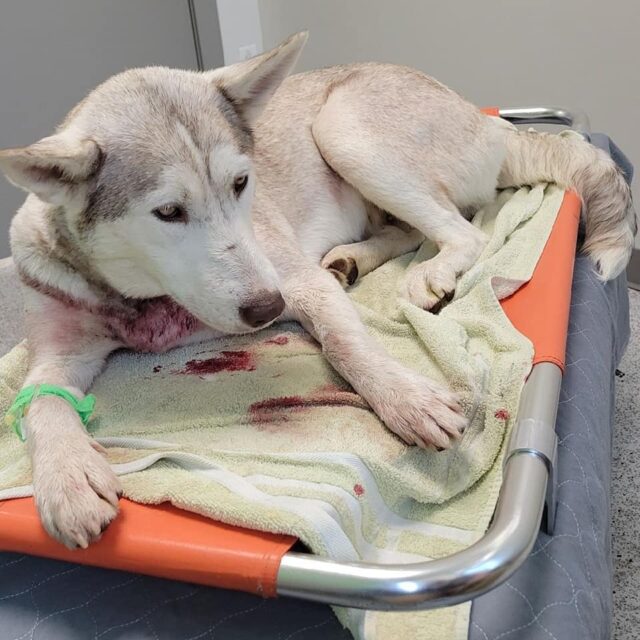 Husky Gunshot Recovery