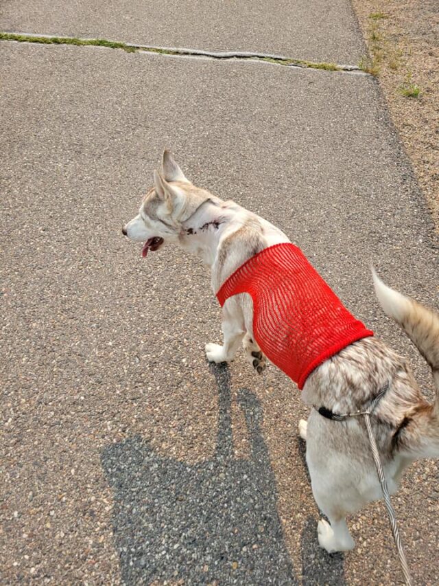 Husky Recovering From Gunshot