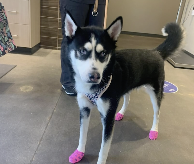 Husky with bandaged paws