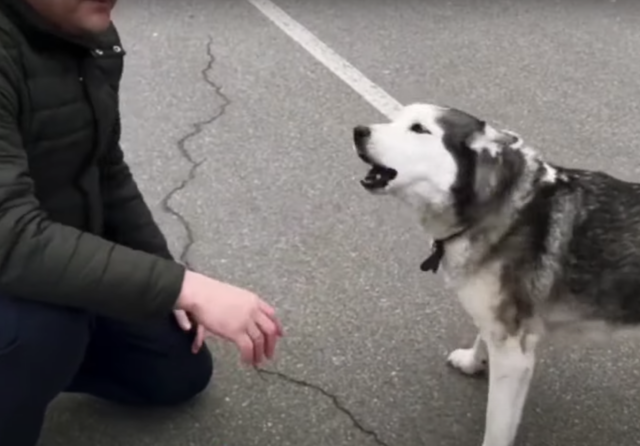 Husky cries in delight