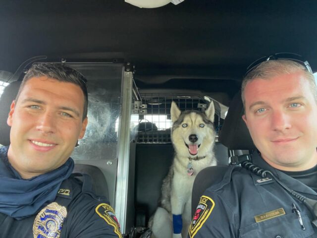 Husky in police car