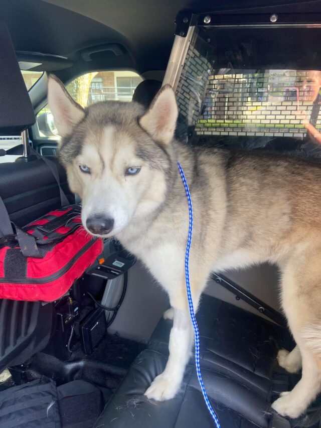 Husky in vehicle