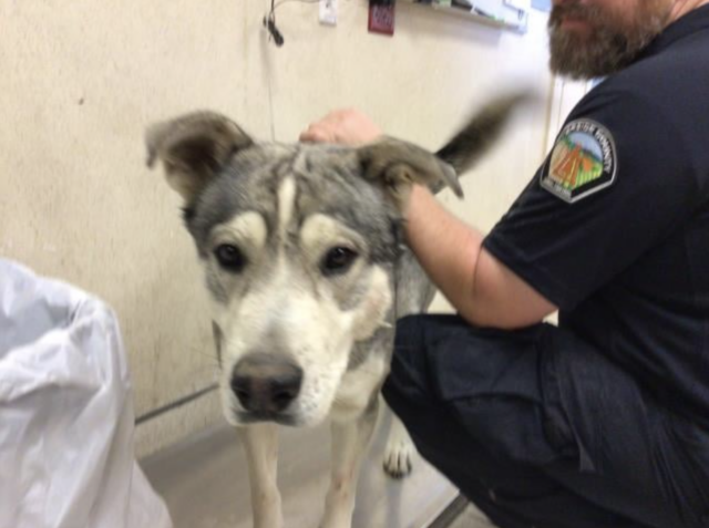 Husky mix at shelter