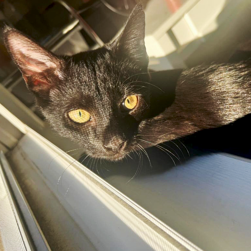 J Coal, aka Smokey, Smoke Tabby, Black cat with white undercoat, fur color, Virginia, house panther, rescued kitten , 4