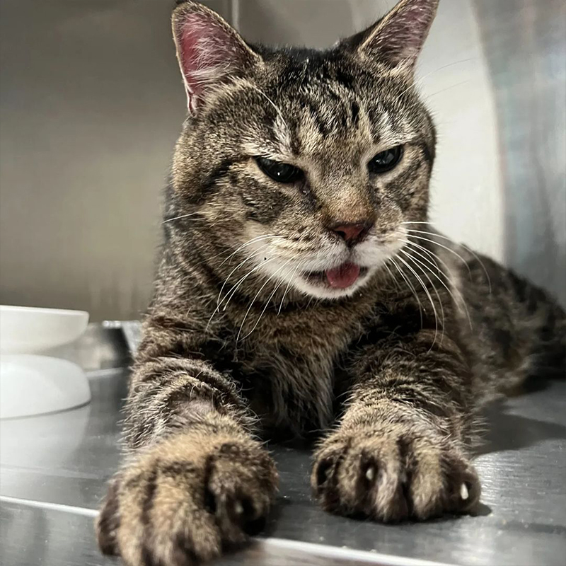 Christina Ha, Meow Parlour, New York, Jack, senior cat, 11-year-old kitty saved from the city shelter, tongue hangs out, 20-pound senior kitty, enlarged heart, shelter cage