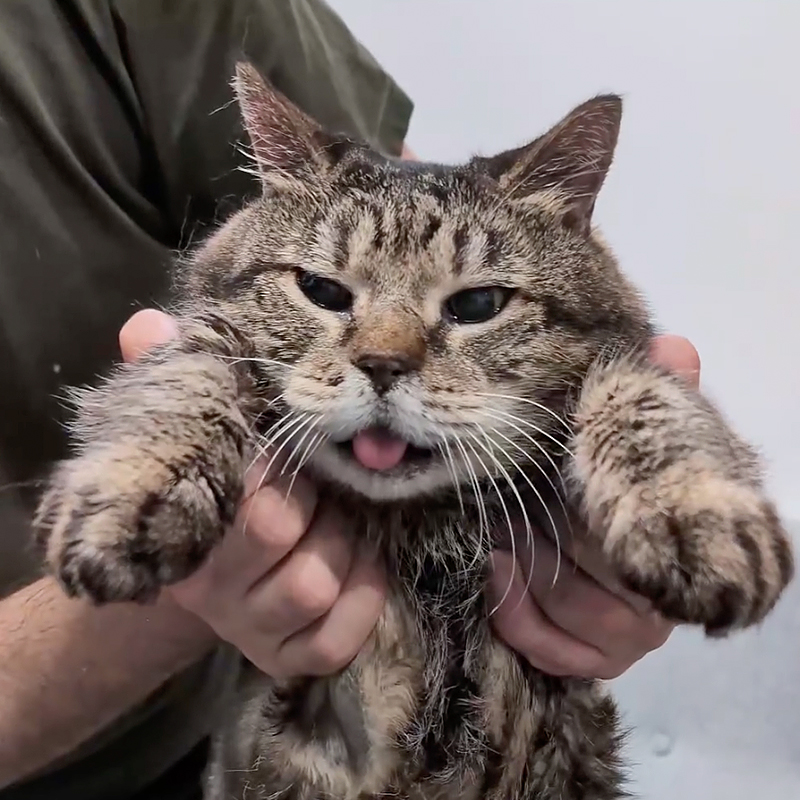 Christina Ha, Meow Parlour, New York, Jack, senior cat, 11-year-old kitty saved from the city shelter, tongue hangs out, 20-pound senior kitty, enlarged heart, man holds kitty