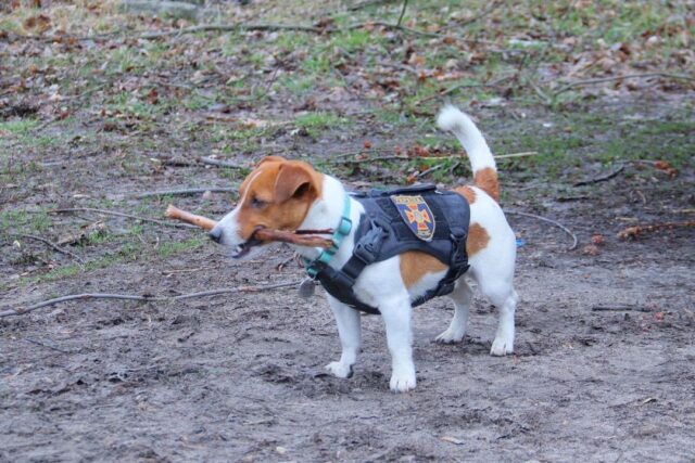 Jack Russell holding stick