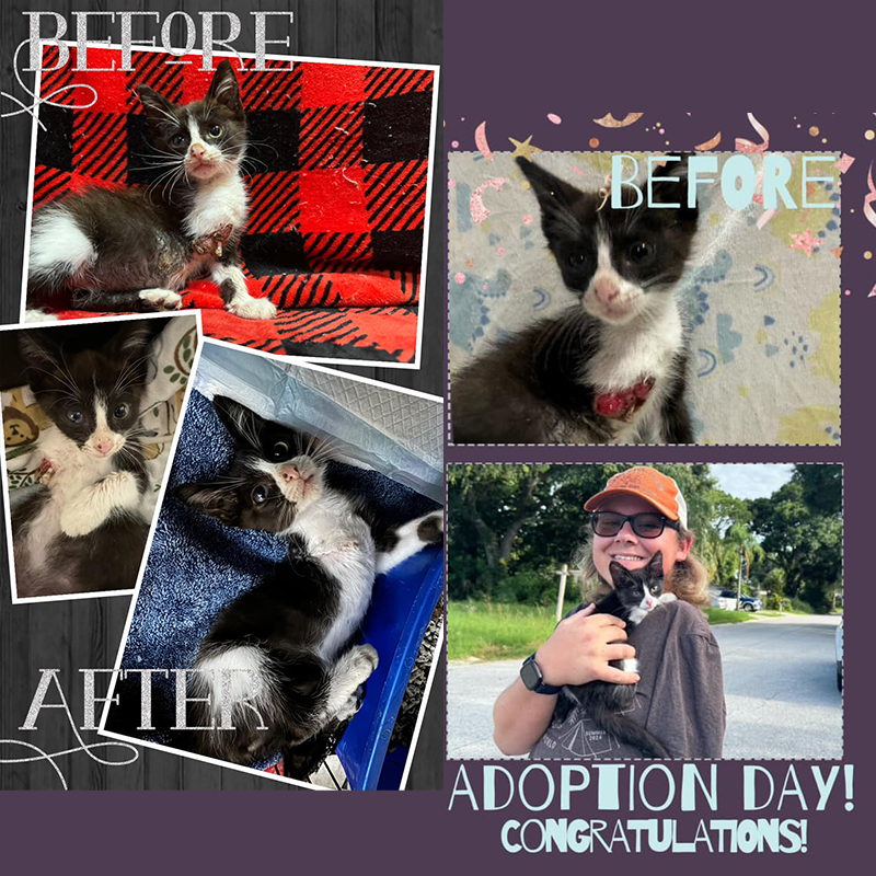 amputation, leg injury, Happy Tailz Cat Rescue Inc., Britt Lynn, Tampa, Florida, Jay Ryon, Plummer Pet Hospital, Easterseals Florida Camp Challenge, Maggie Denk, amputee, adopted by Jay Ryon, 5