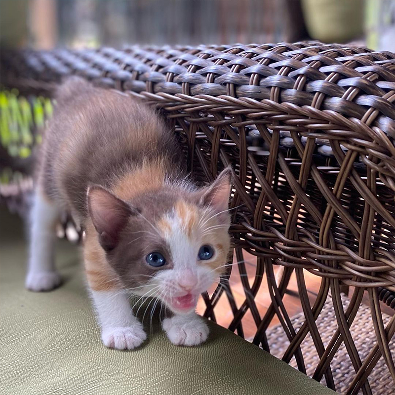 Ellie the calico kitten trying her best to look fierce.