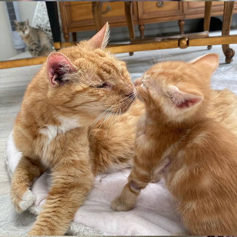 Pipo the friendly foster uncle meets Joel, Cat Cap Gretchen Byrne