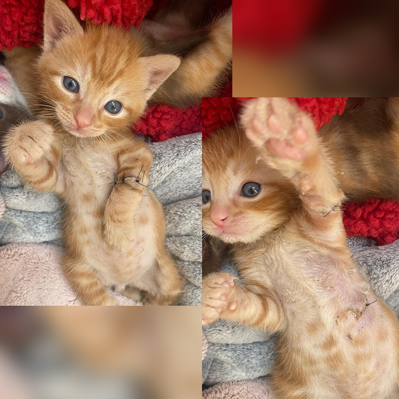 Joel the kitten stitched up following injuries in a fire engine, Florida, 2