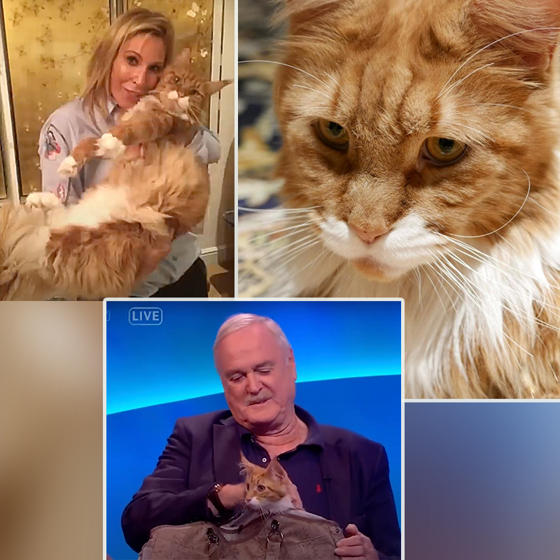 John Cleese, Monty Python, Eric Idle, Michael Palin, Maine Coon cats, Lucky the kitten, Jennifer Wade, Jennifer Fish Cleese, Taylor Swift, cat ladies, Cat Confessions, Cat Factory, 4