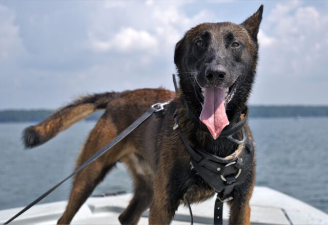 K9 Kai on the water