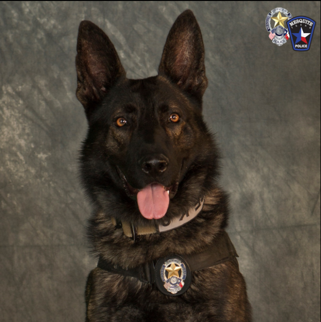 K9 Kozmo deceased