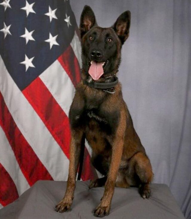 K9 Officer Kai