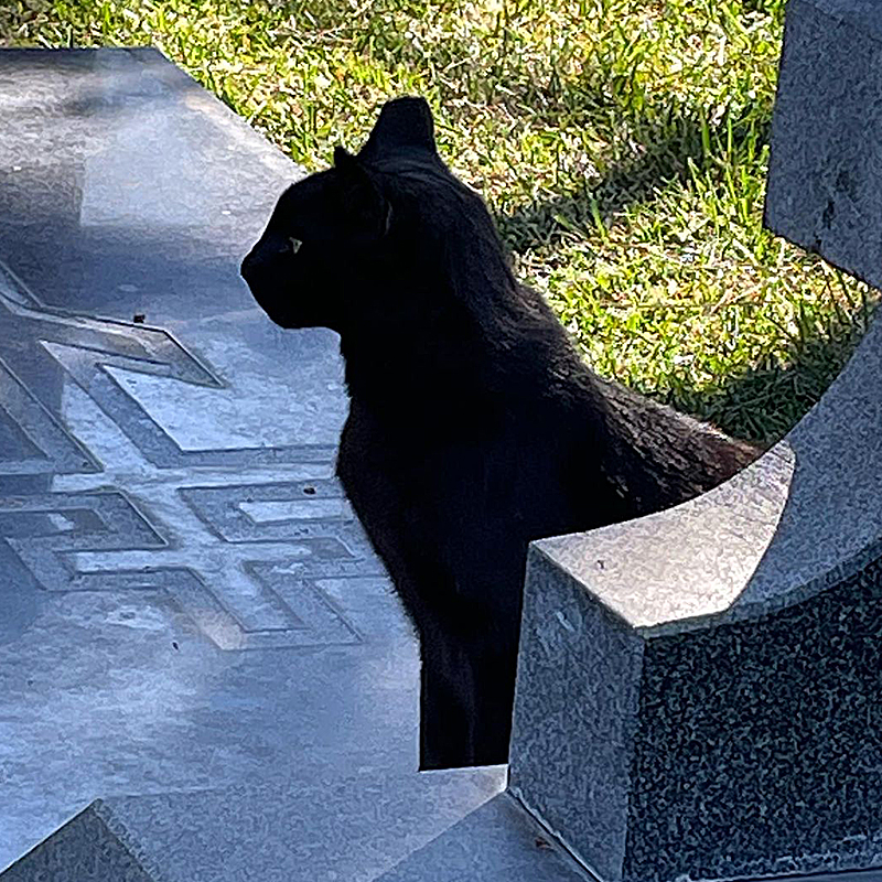 Karie Bible, Hollywood Forever, black cat named Close Up after Gloria Swanson, retiring to home life as a house panther, Los Angeles, California, Cecil B. DeMille , 7