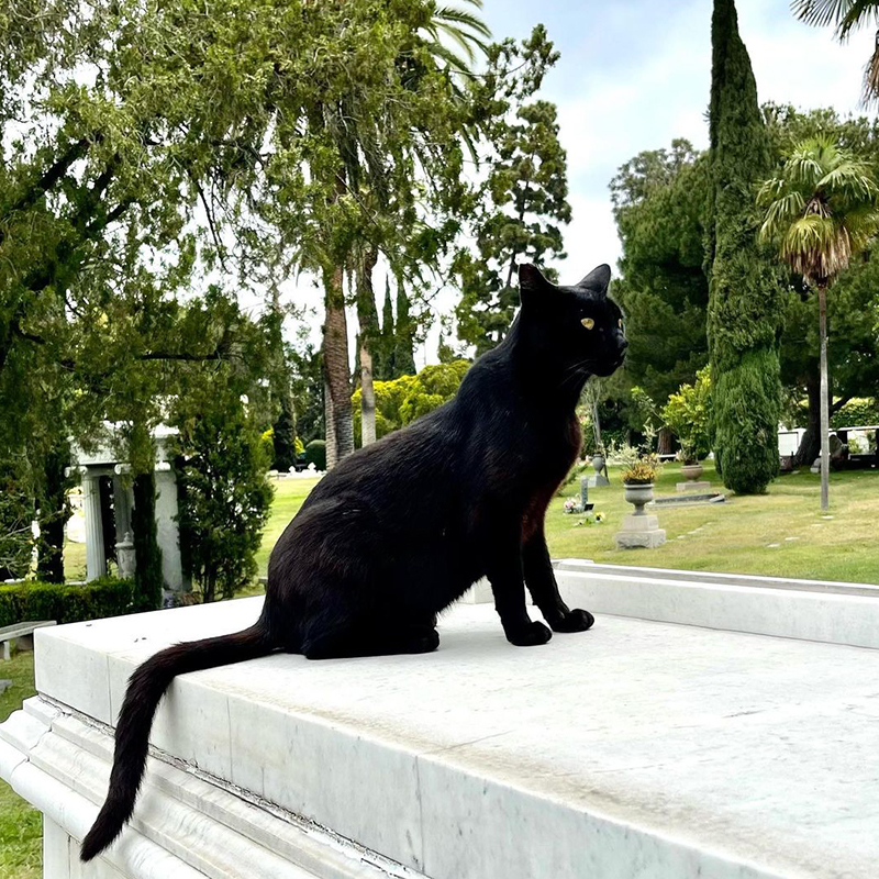 Karie Bible, Hollywood Forever, black cat named Close Up after Gloria Swanson, retiring to home life as a house panther, Los Angeles, California, Cecil B. DeMille , 8