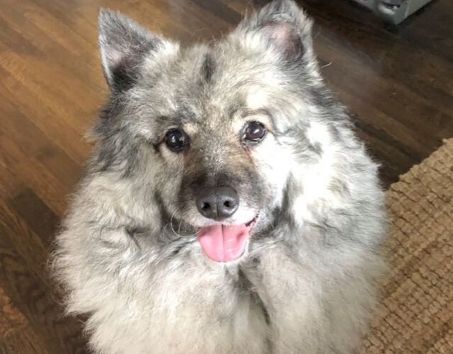 Kasey the Keeshond