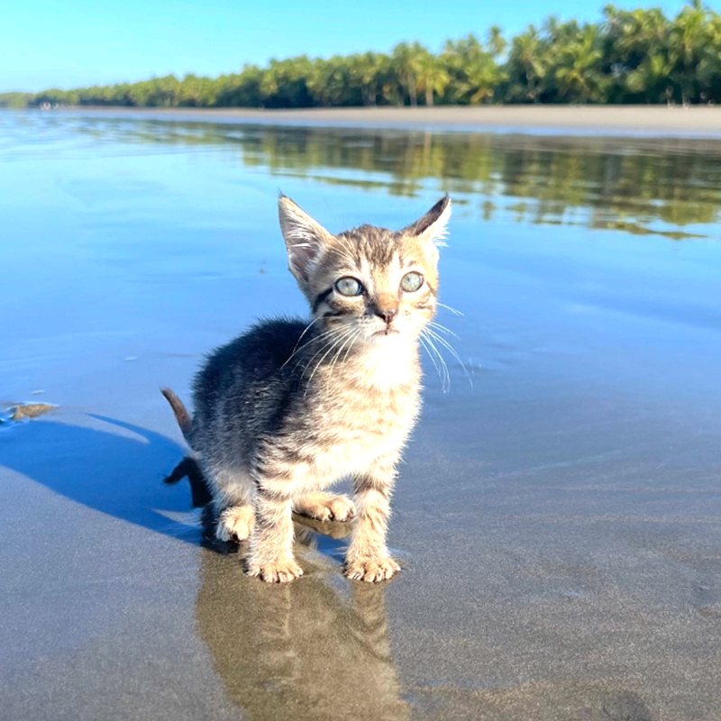 Tropical Russian, Katya, Costa Rica, tabby kitten, Pacuare River, RV life, adventure cat, adventures living in a shipping container, Van life, tiny homes, moto bike, environmental science, kitten on the beach