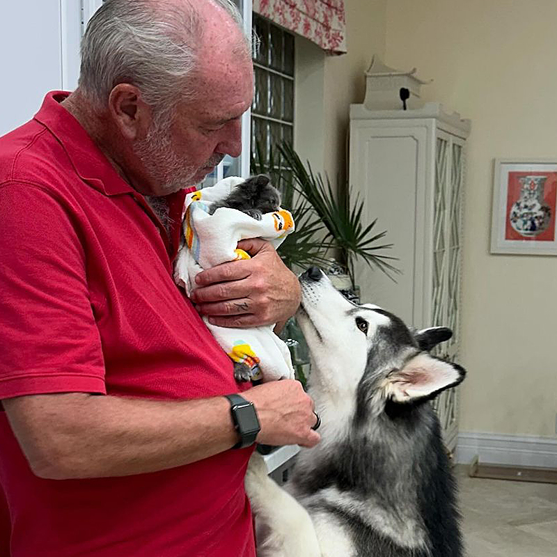 Kelly Rooney's Fosters, foster kittens found in a yard, Kylo the Siberian Husky is foster uncle to kittens, Palm Beach County, Florida, fostering kittens, pet adoption, SWAP Transportation and Rescue, 1