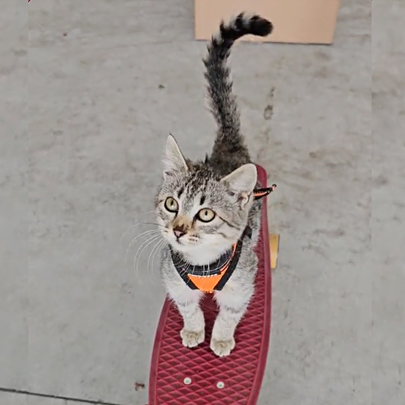 Kibrit, Match the Skatecat, Vasto, Italy, Marco Spadaccini, skateboarding cat, skateboard, 1