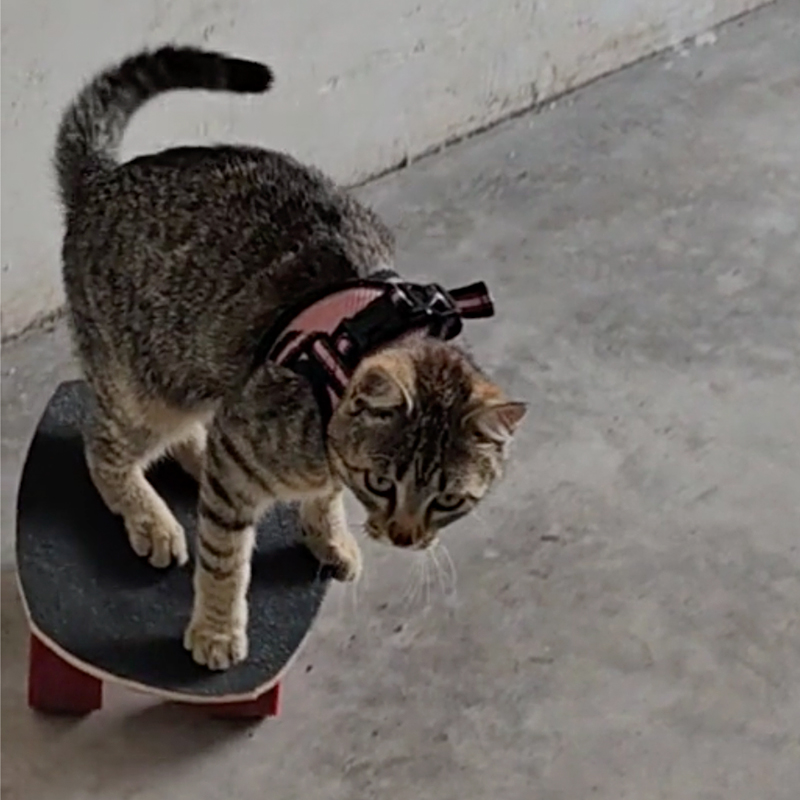 Kibrit, Match the Skatecat, Vasto, Italy, Marco Spadaccini, skateboarding cat, skateboard, 4