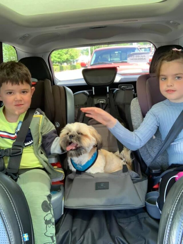 Kids with Shih Tzu