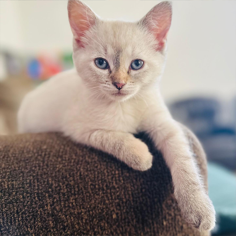 Bear looking like a meowdel with blue eyes