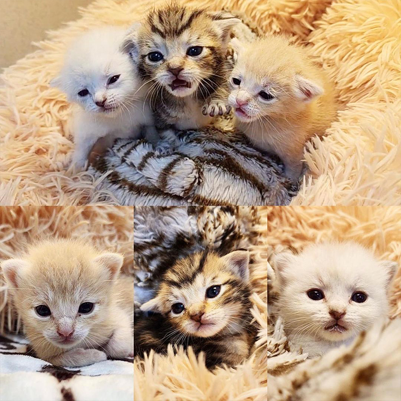 Adorable trio of neonate kittens, Kitten Rescue Life, Lion, Tiger, Bear, Lions, Tigers, and Bears