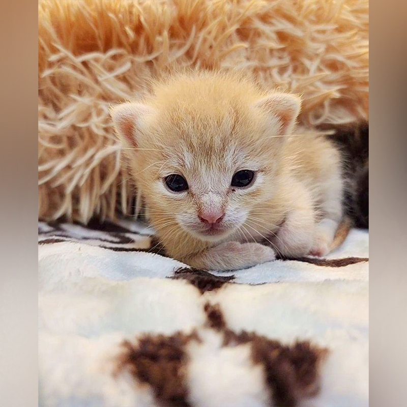 Lion the tiny neonate kitten in Kitten Rescue Life of San Diego