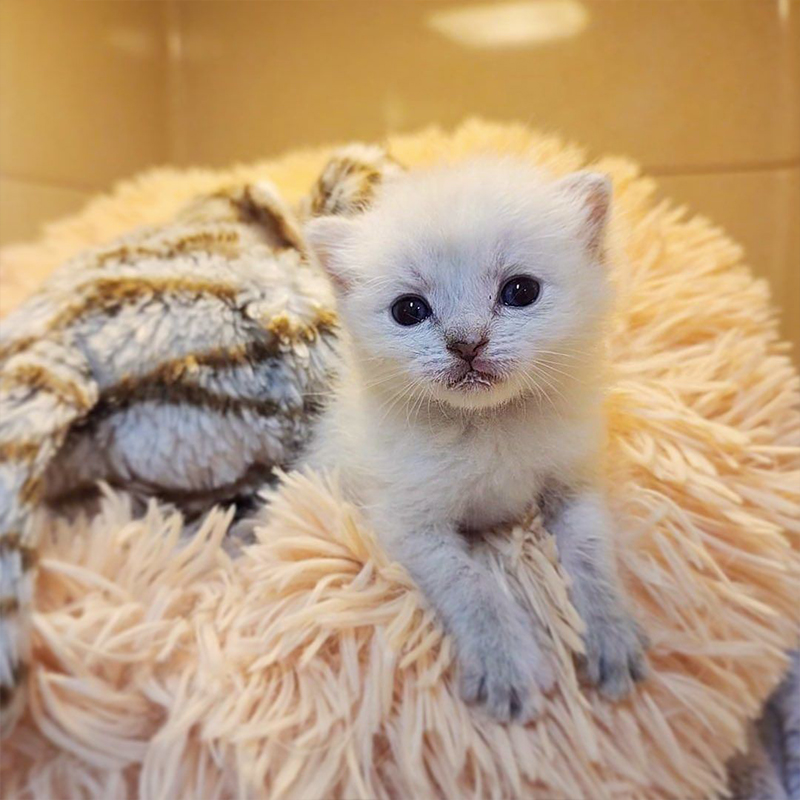 Lion the kitten at Kitten Rescue Life in an incubator