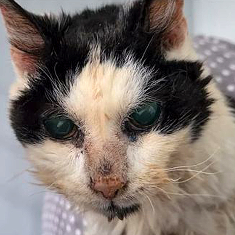 25-year-old rescued cat in Kent, UK, Natasha McPhee