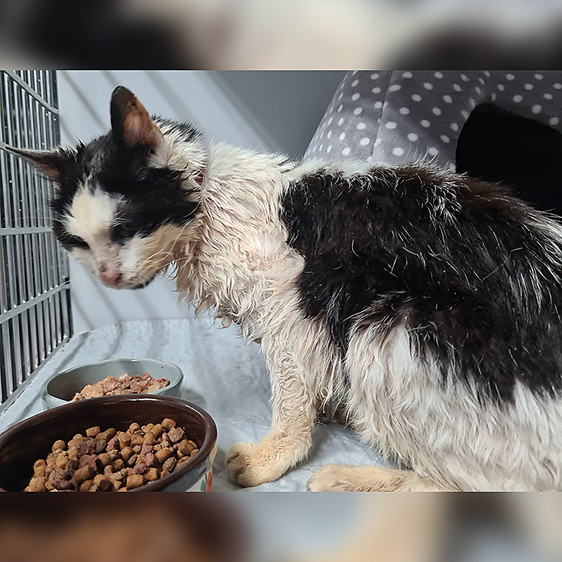 25-year-old rescued cat in Kent, UK, Natasha McPhee, 2