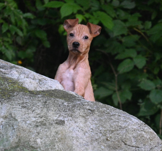 Knox behind a rock