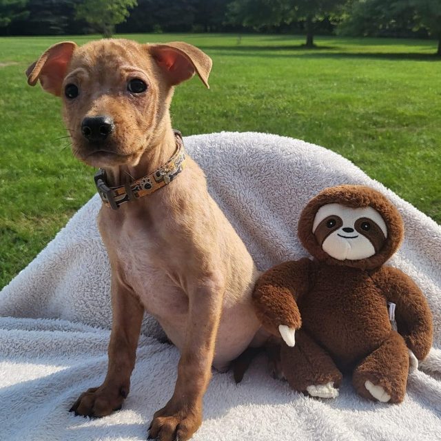 Knox with sloth toy