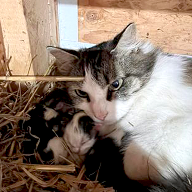 Kollasch Family Farms, Matt and Hilary Kollasch, Whittemore, Iowa, Appenzeller Spitzhauben crested chicken, litter of barn cat's kittens, hen guards kittens, 6