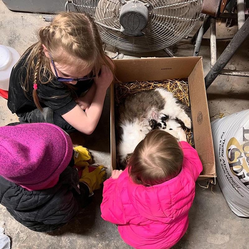 Kollasch Family Farms, Matt and Hilary Kollasch, Whittemore, Iowa, Appenzeller Spitzhauben crested chicken, litter of barn cat's kittens, hen guards kittens, 4