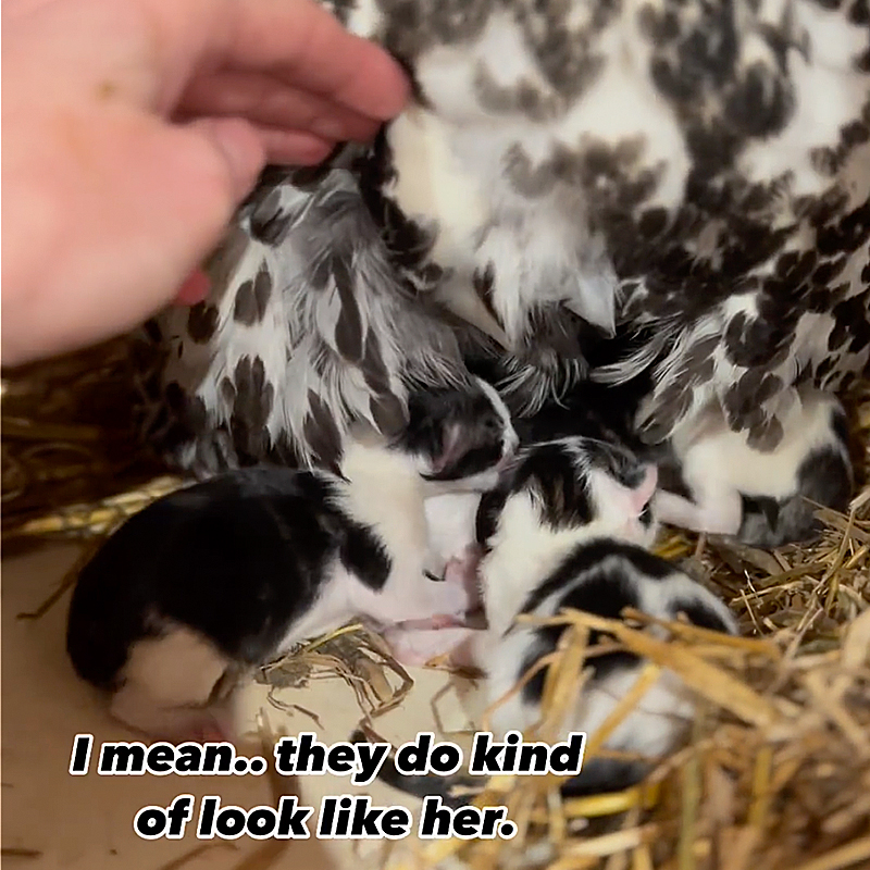 Kollasch Family Farms, Matt and Hilary Kollasch, Whittemore, Iowa, Appenzeller Spitzhauben crested chicken, litter of barn cat's kittens, hen guards kittens, 2