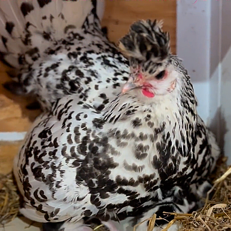 Kollasch Family Farms, Matt and Hilary Kollasch, Whittemore, Iowa, Appenzeller Spitzhauben crested chicken, litter of barn cat's kittens, hen guards kittens, 1