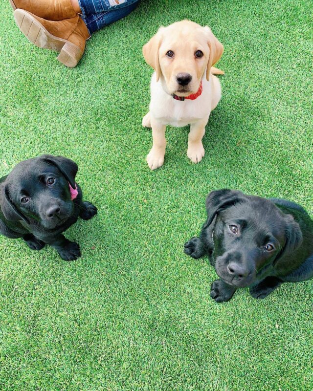 Lab Puppies in Training