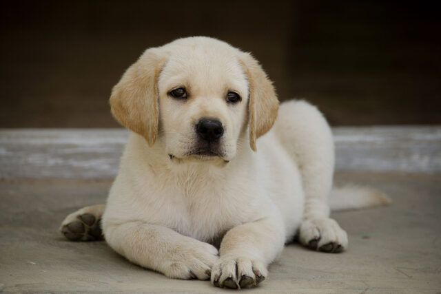 Lab puppy laying down