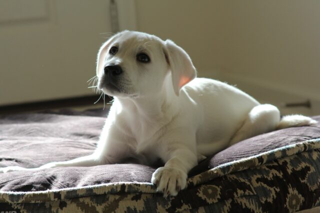 Lab puppy laying in bed