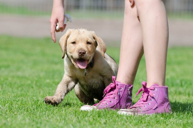 Lab puppy training