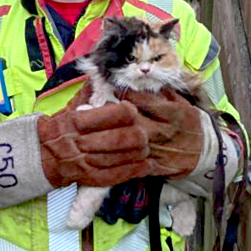 Lancashire Fire and Rescue Service, UK, Crew Manager Andy Friar, CM Friar, cat rescued between two walls looked grumpy about it, 4