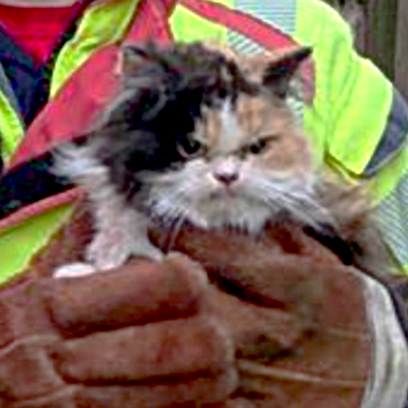 Lancashire Fire and Rescue Service, UK, Crew Manager Andy Friar, CM Friar, cat rescued between two walls looked grumpy about it, 3