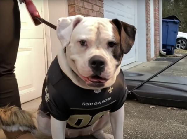 Large Service Dog with Human